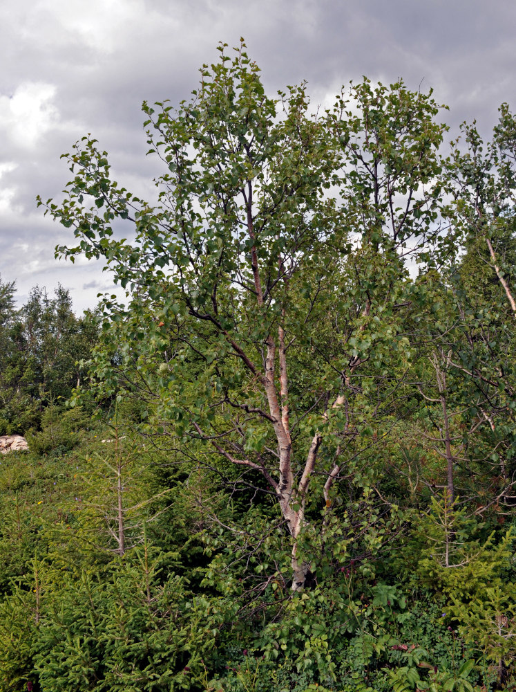 Изображение особи Betula pubescens.