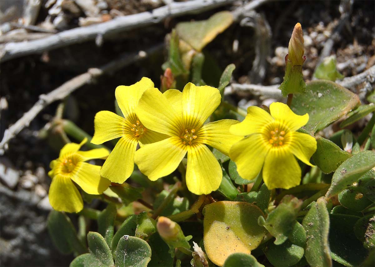 Image of Oxalis magellanica specimen.