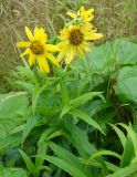 Arnica sachalinensis