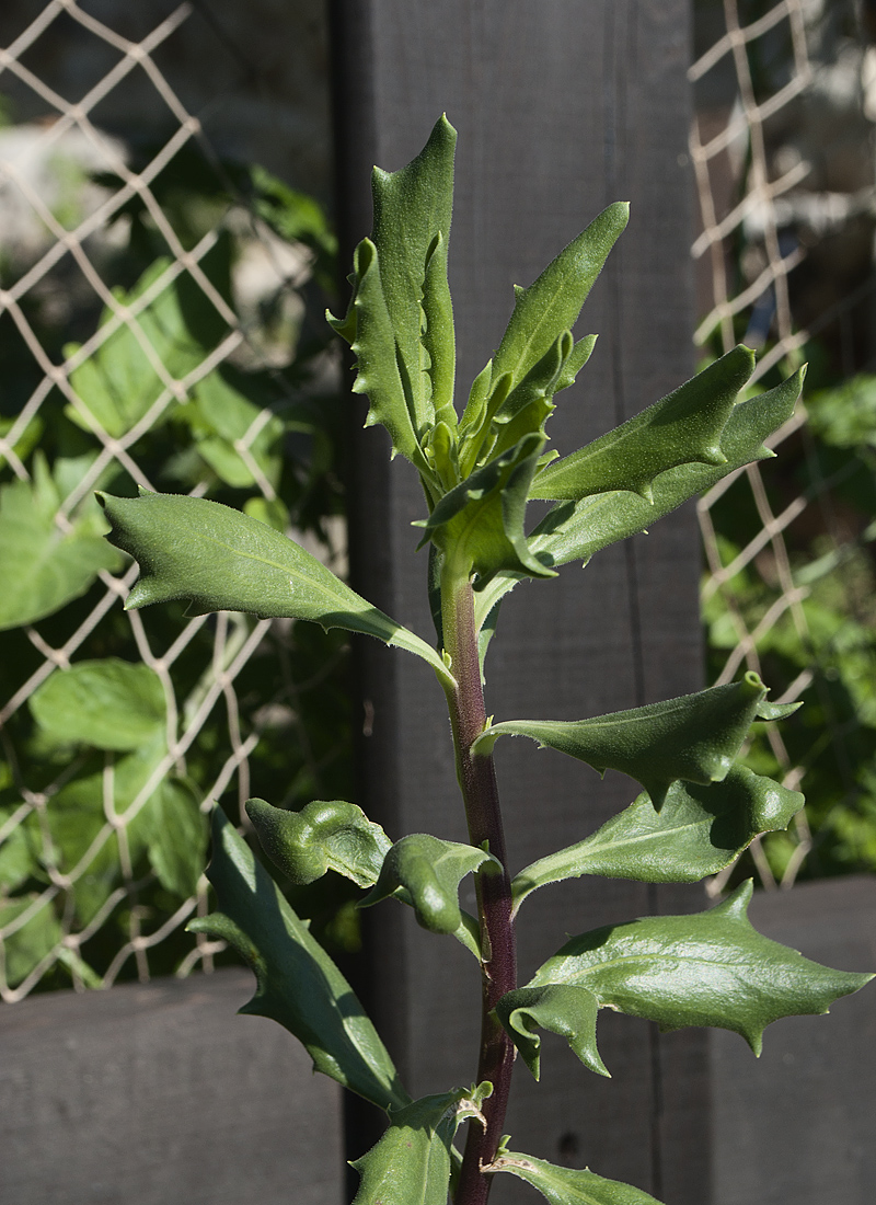 Изображение особи Dimorphotheca ecklonis.