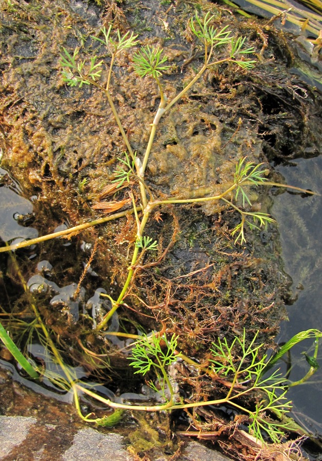 Image of Ranunculus trichophyllus specimen.