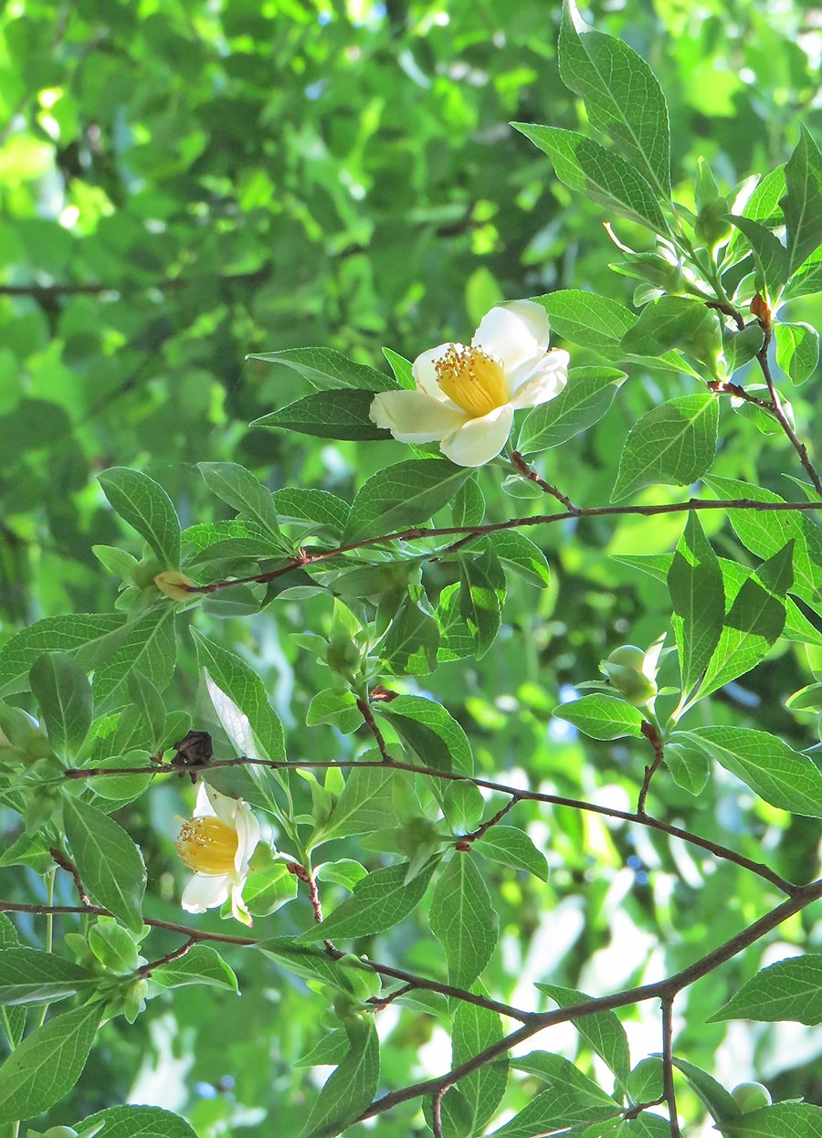 Image of Stewartia serrata specimen.