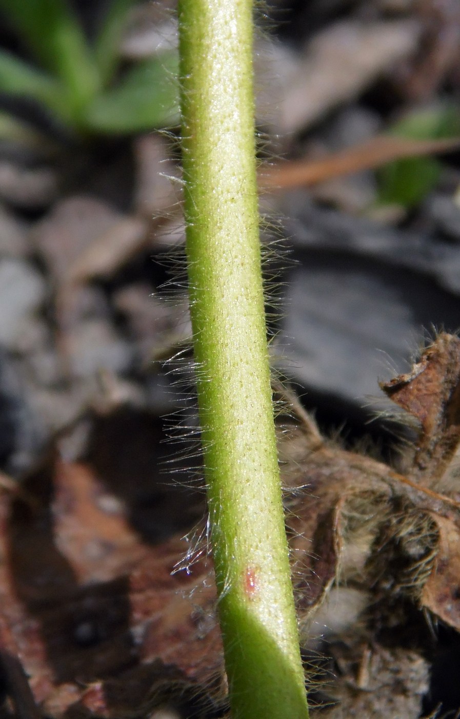 Image of Fragaria &times; ananassa specimen.