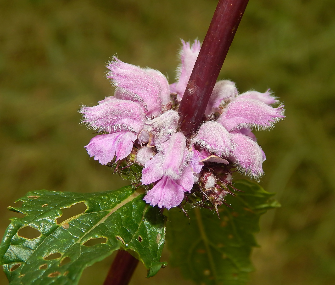 Image of Phlomoides tuberosa specimen.