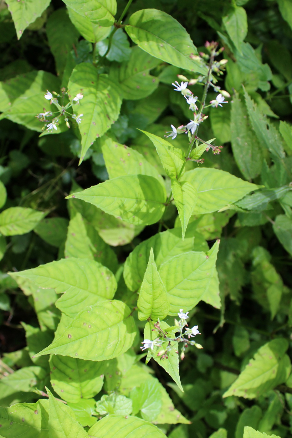 Image of Circaea lutetiana specimen.