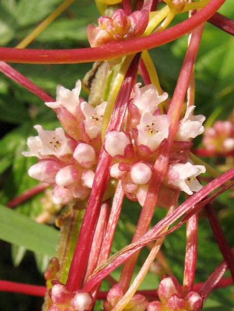 Image of Cuscuta europaea specimen.