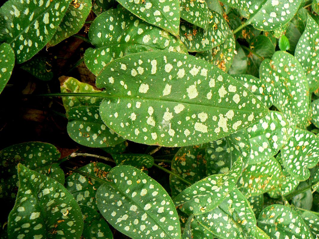 Изображение особи Pulmonaria officinalis.