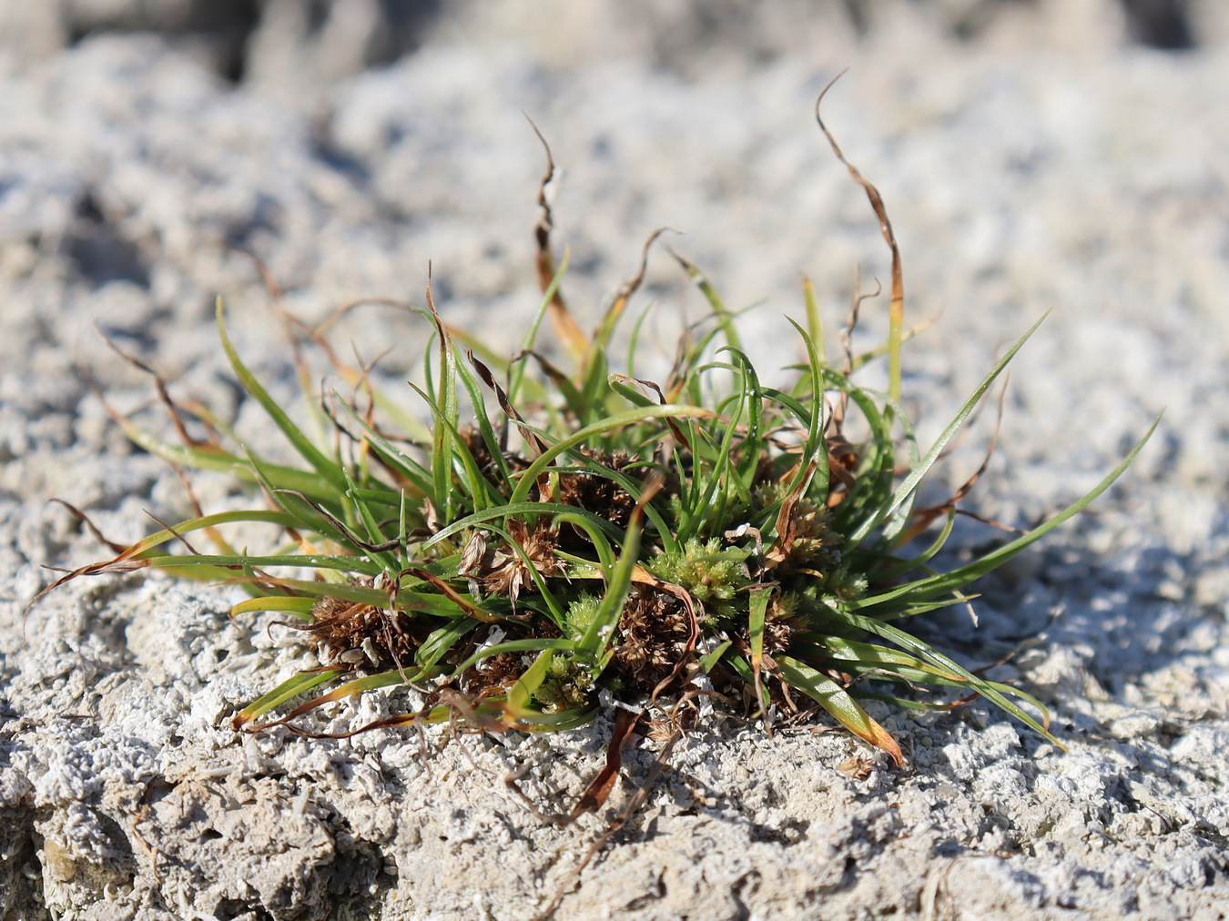 Изображение особи Cyperus michelianus.