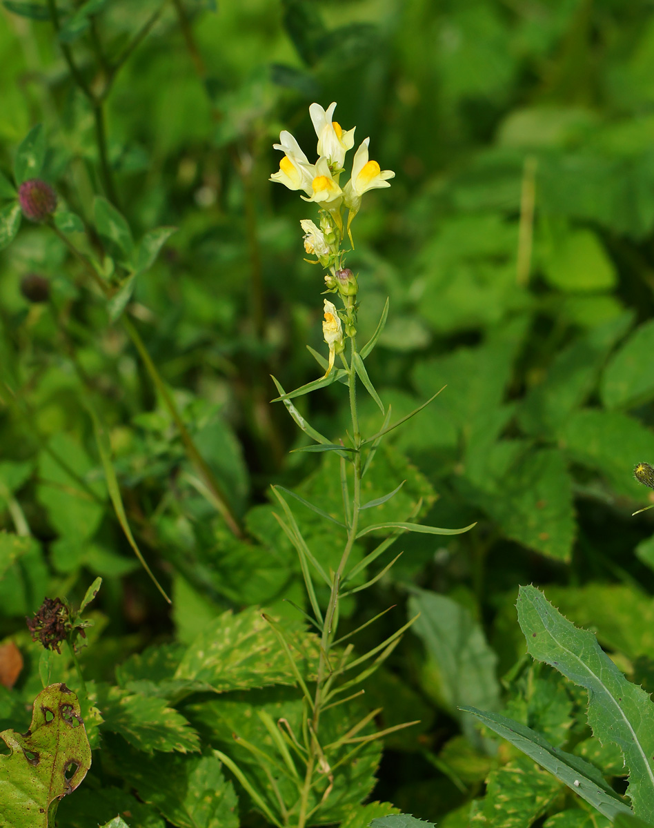 Изображение особи Linaria vulgaris.