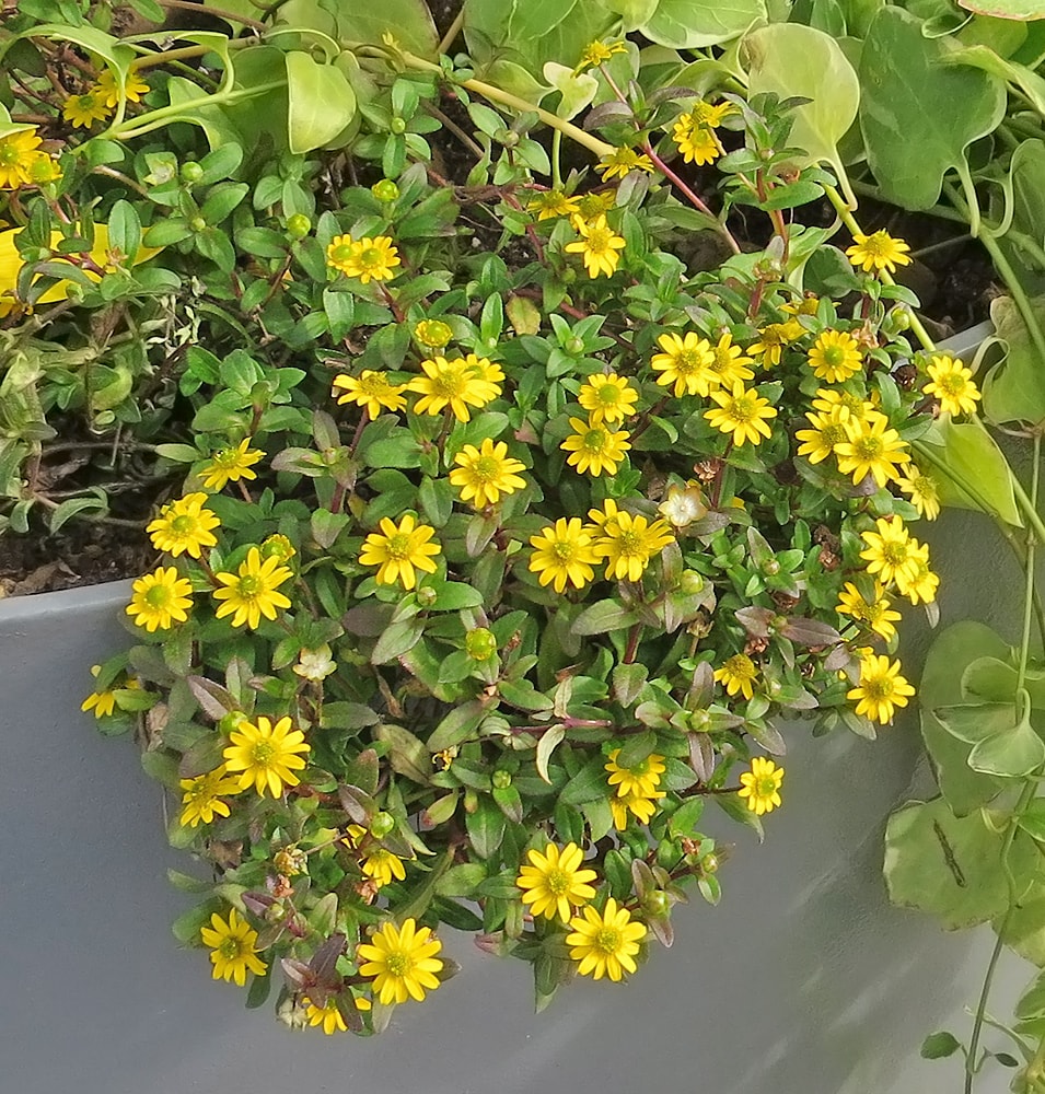 Image of Sanvitalia procumbens specimen.