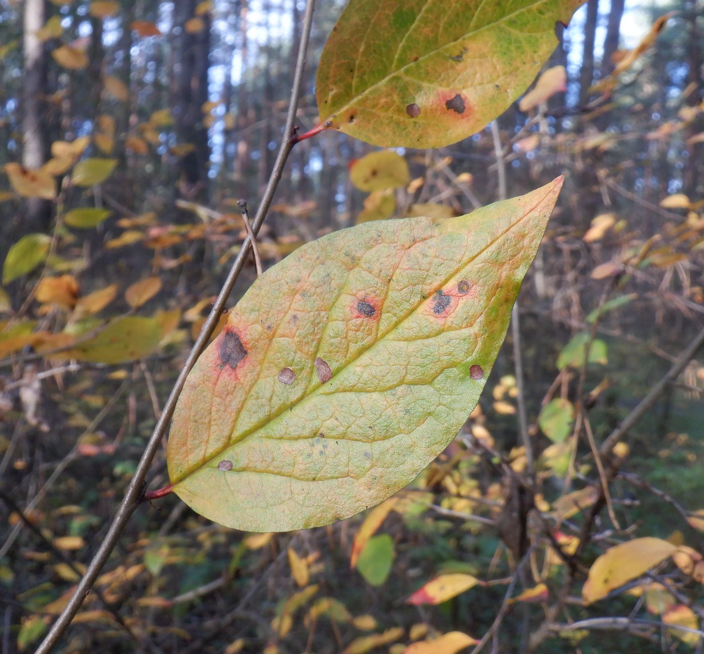 Изображение особи Cotoneaster lucidus.