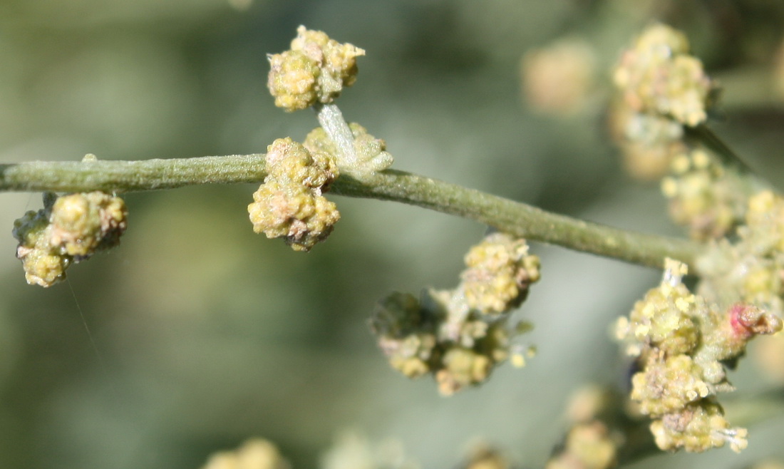 Изображение особи Halimione verrucifera.