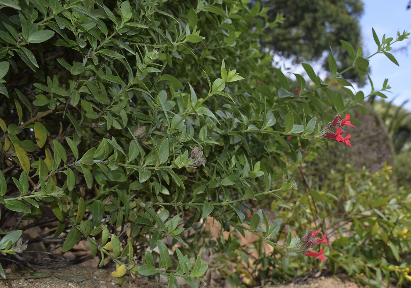 Image of Gambelia speciosa specimen.