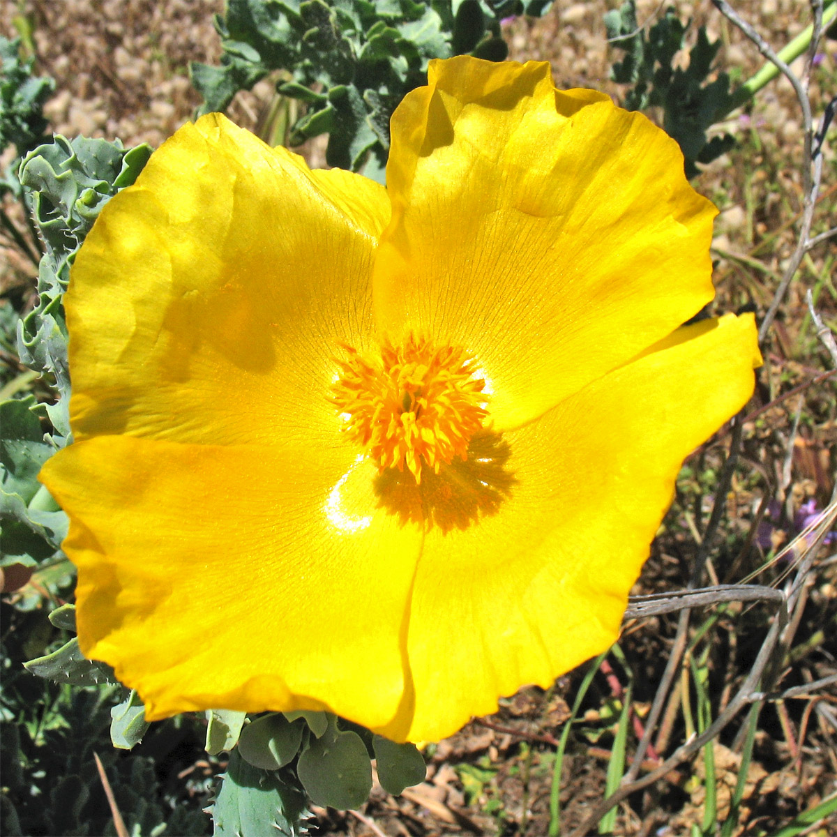 Image of Glaucium flavum specimen.