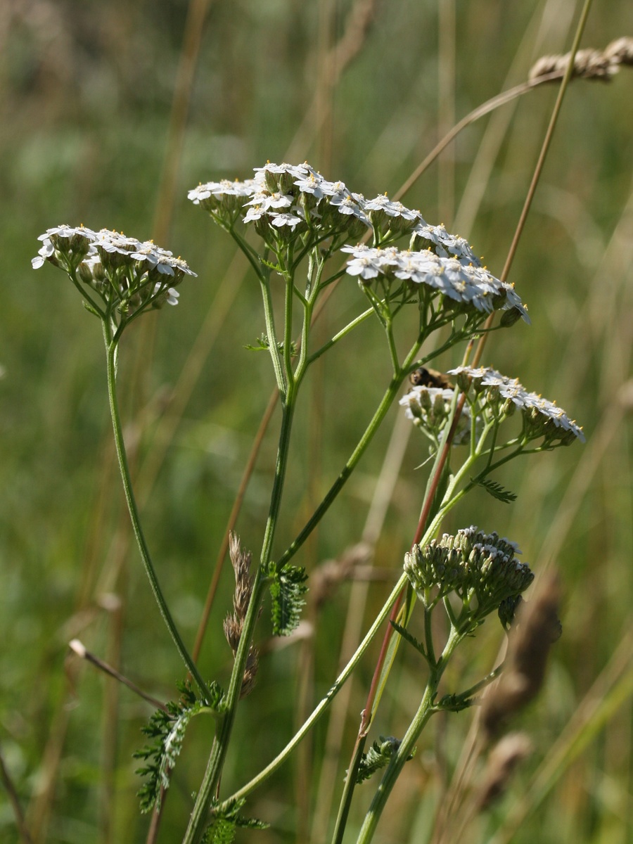 Изображение особи Achillea millefolium.