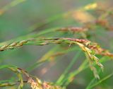 Carex digitata