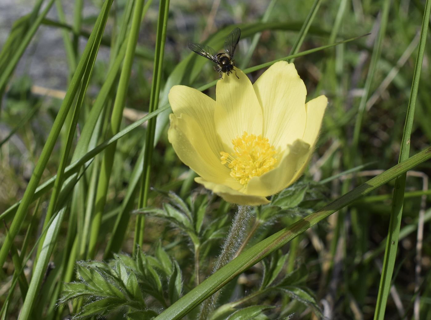 Image of Pulsatilla alpina ssp. apiifolia specimen.