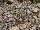 Dianthus diffusus. Цветущее растение. Греция, Эгейское море, о. Сирос, юго-восточное побережье, пустынный высокий берег, между камней. 20.04.2021.