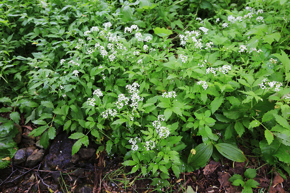 Image of Cardamine macrophylla specimen.