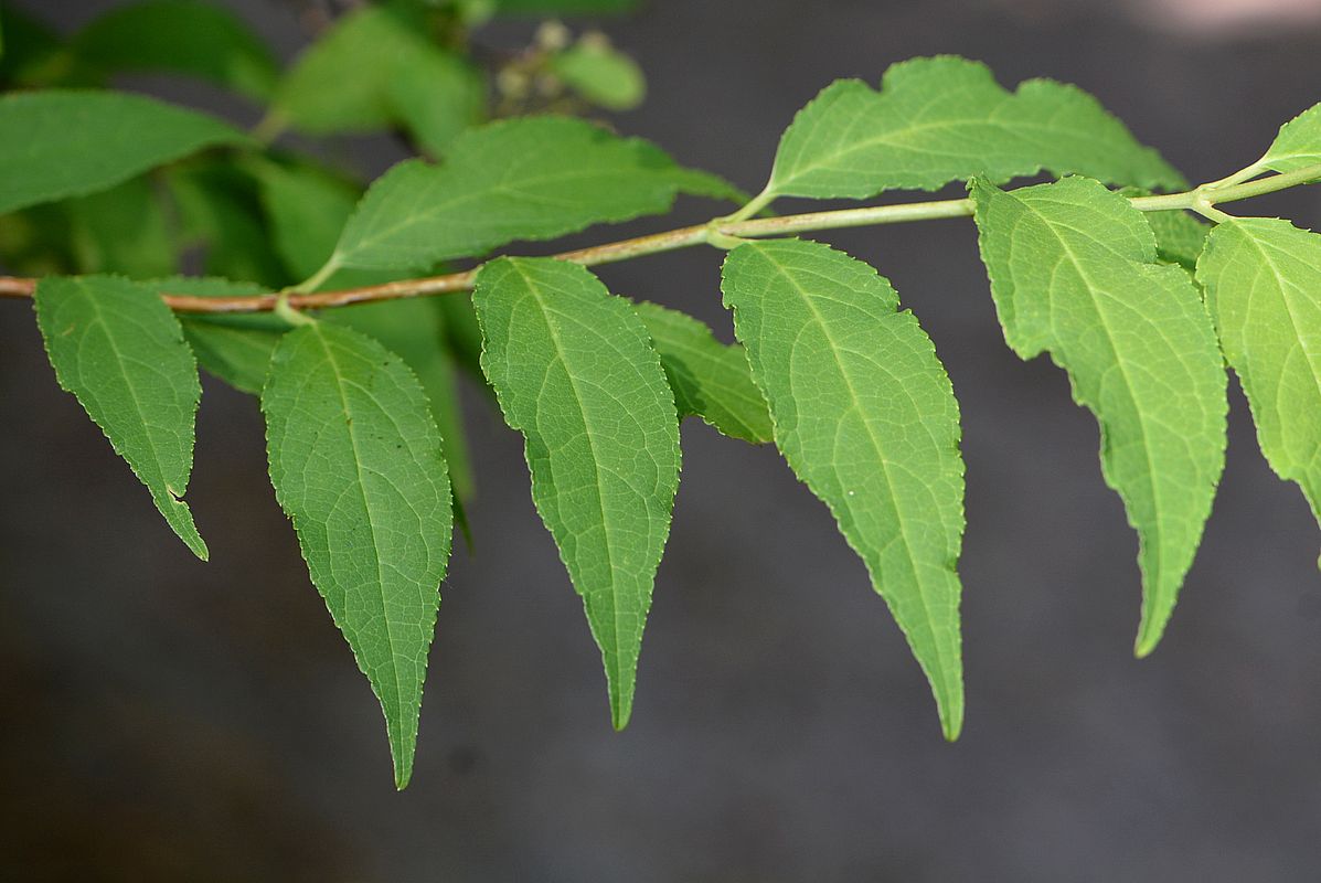 Image of Deutzia &times; lemoinei specimen.