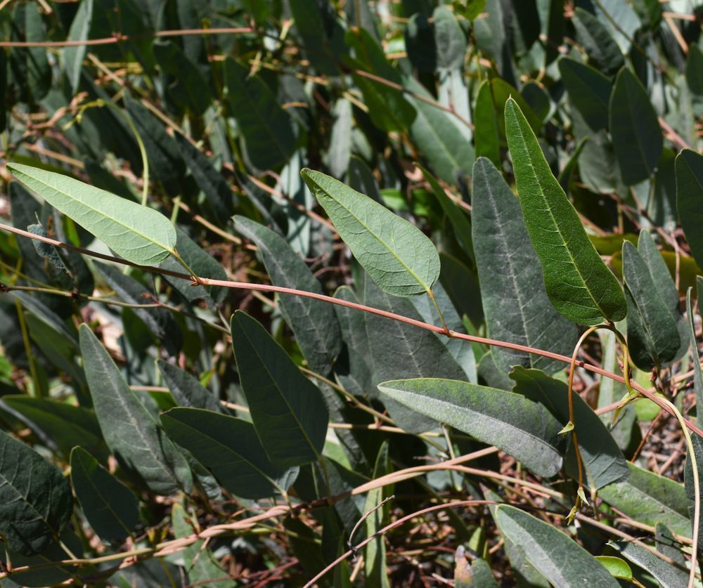 Image of Hardenbergia violacea specimen.