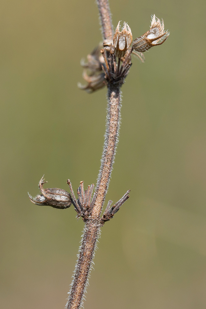 Изображение особи Thymus pulchellus.