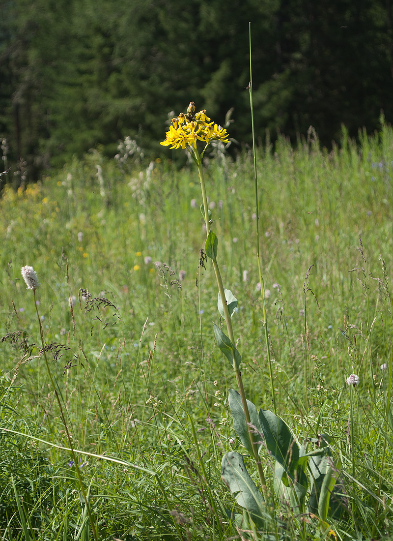 Image of Ligularia altaica specimen.