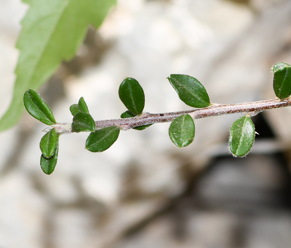 Image of Cotoneaster microphyllus specimen.