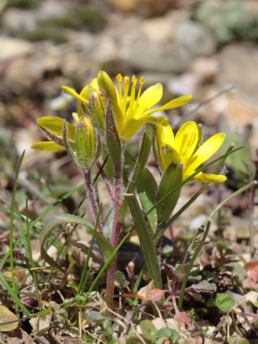 Image of Gagea bohemica specimen.