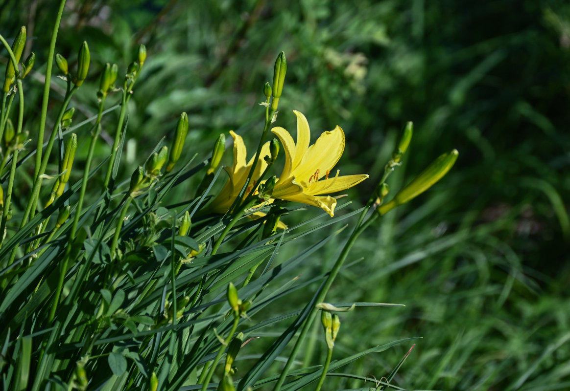 Изображение особи Hemerocallis minor.