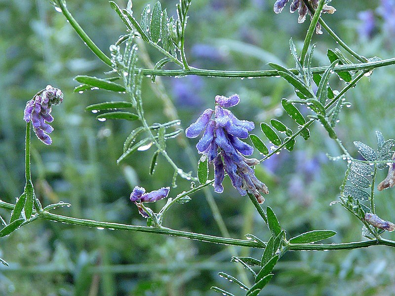 Изображение особи Vicia cracca.