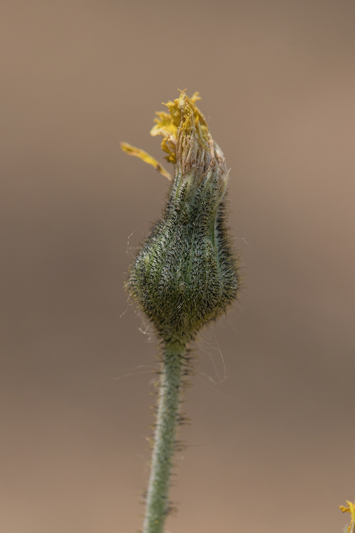 Image of genus Pilosella specimen.