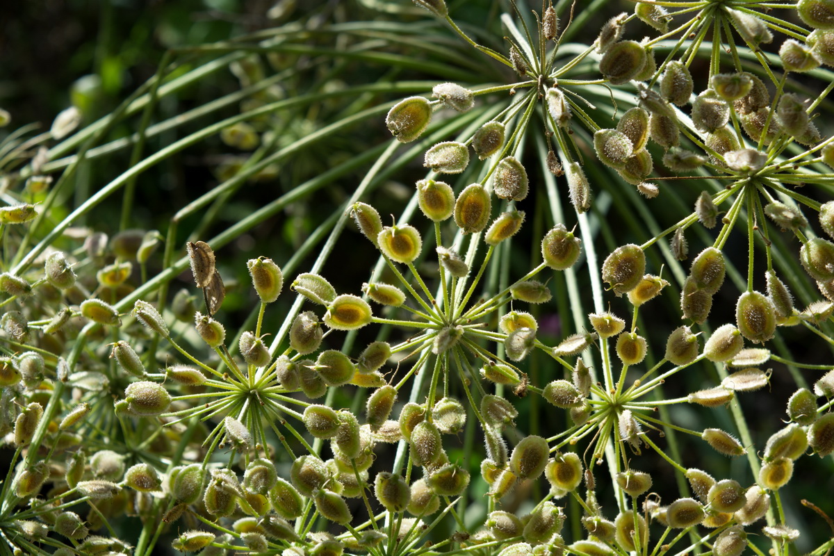 Image of genus Heracleum specimen.