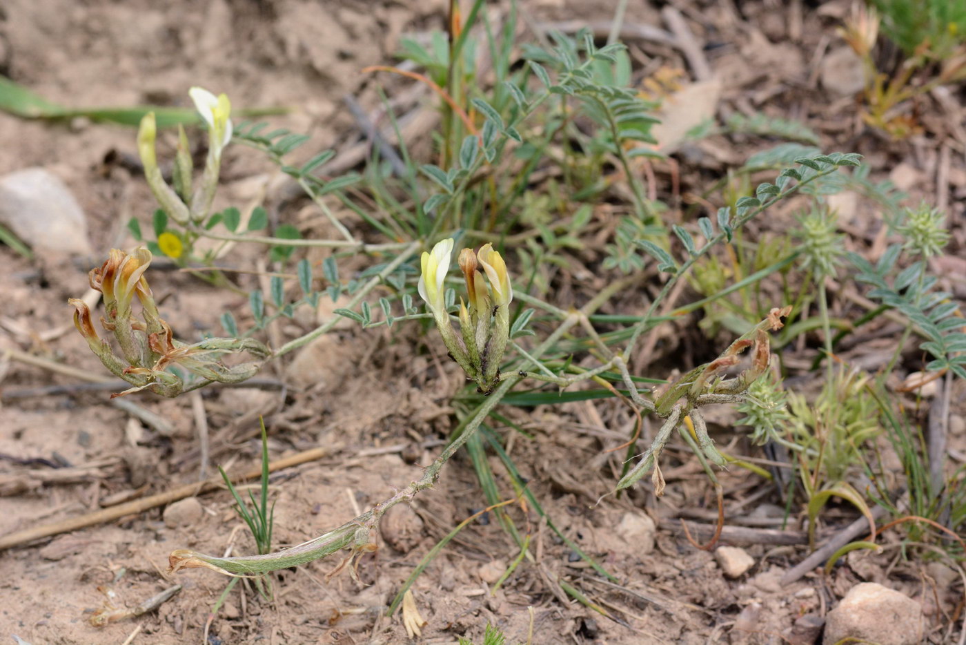 Изображение особи Astragalus bossuensis.