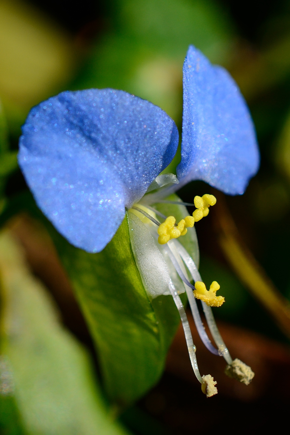 Image of Commelina communis specimen.