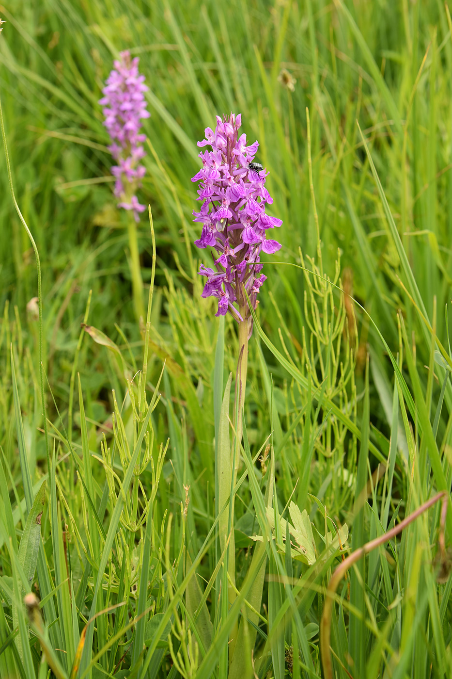 Изображение особи Dactylorhiza umbrosa.