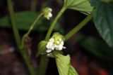 genus Begonia. Соцветие. Малайзия, штат Саравак, округ Мири, национальный парк «Мулу». 13.03.2015.
