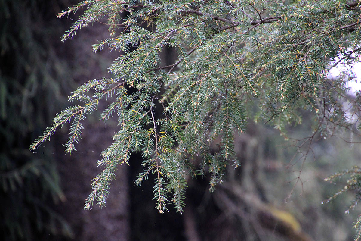 Изображение особи Picea spinulosa.