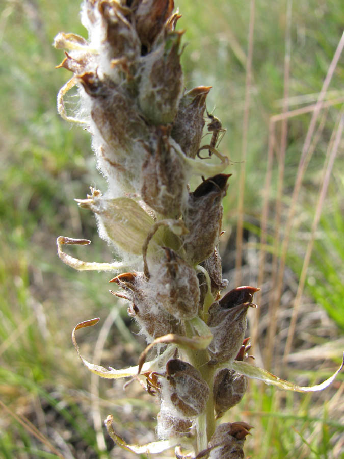 Изображение особи Pedicularis achilleifolia.