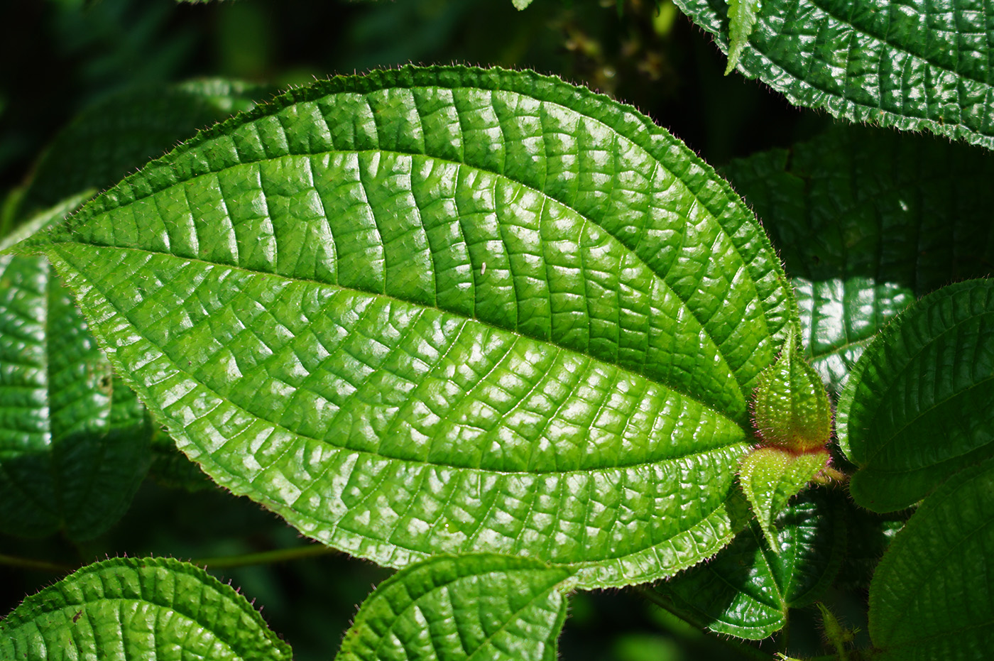 Изображение особи Miconia crenata.