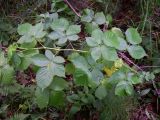 Rubus nessensis