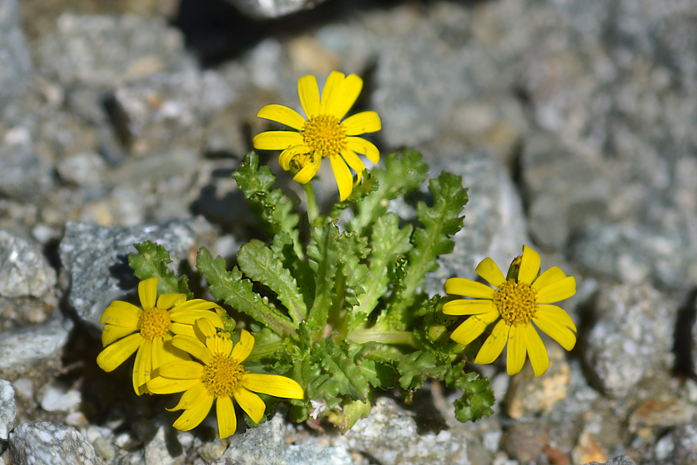 Image of Senecio sosnovskyi specimen.