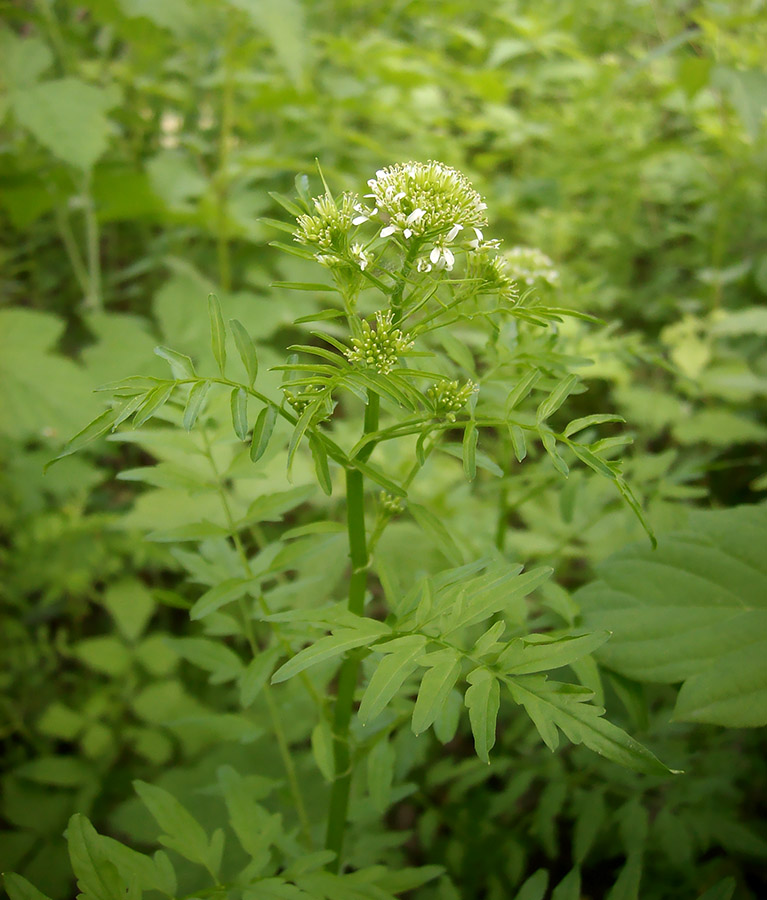 Image of Cardamine impatiens specimen.