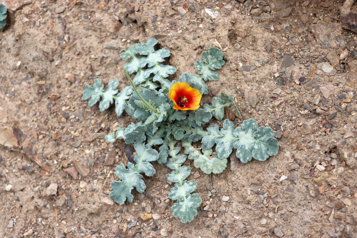 Изображение особи Glaucium elegans.