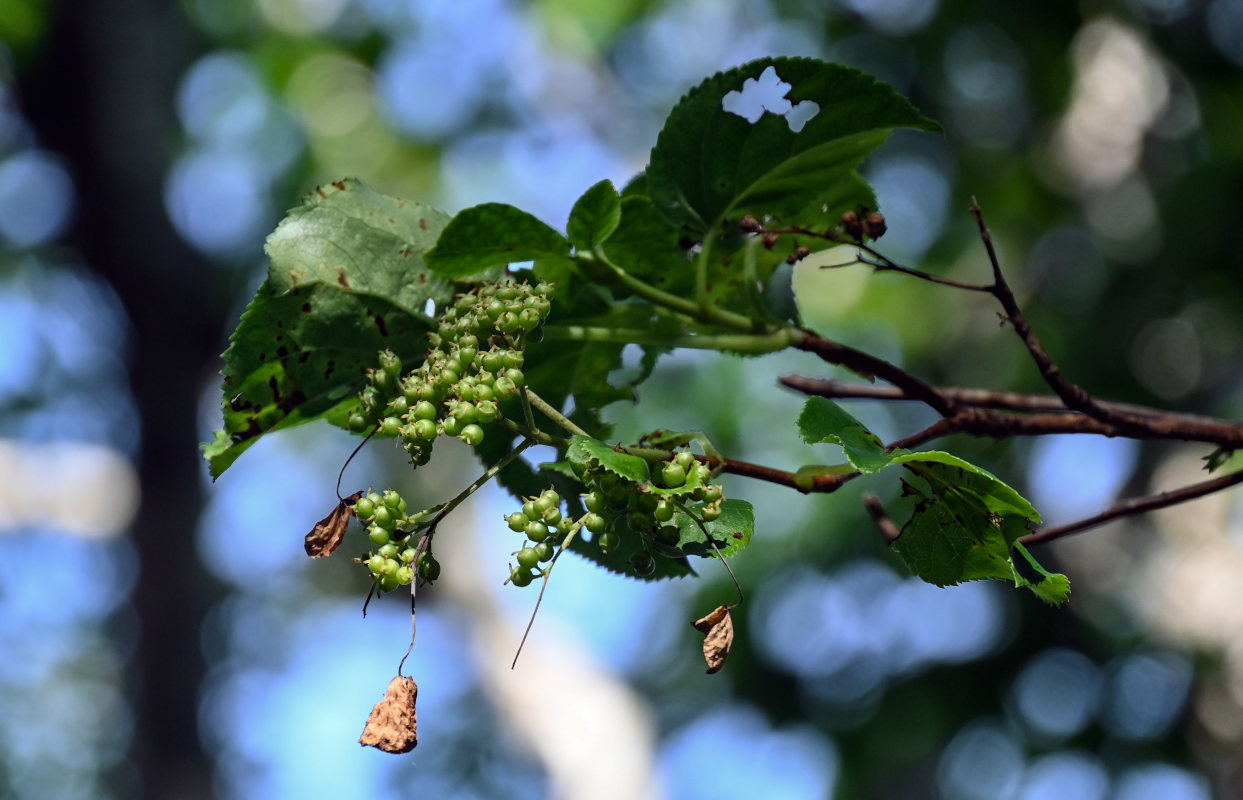 Image of Hydrangea petiolaris specimen.