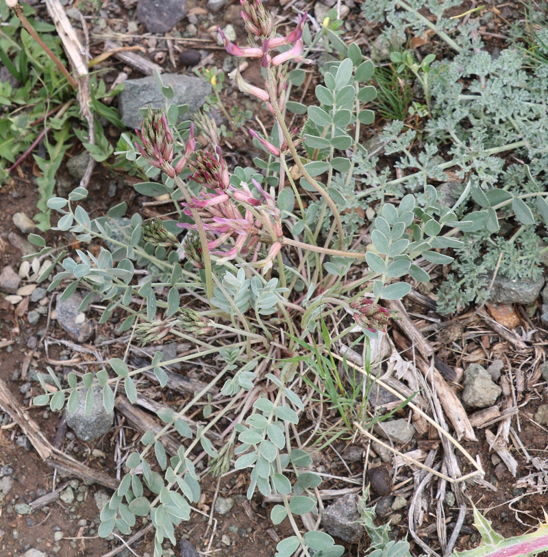 Изображение особи Astragalus prilipkoanus.