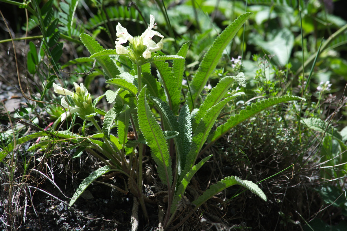 Image of Betonica nivea specimen.