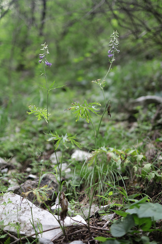 Изображение особи Delphinium freynii.