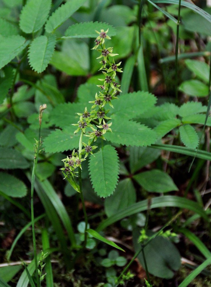 Image of Veratrum anticleoides specimen.