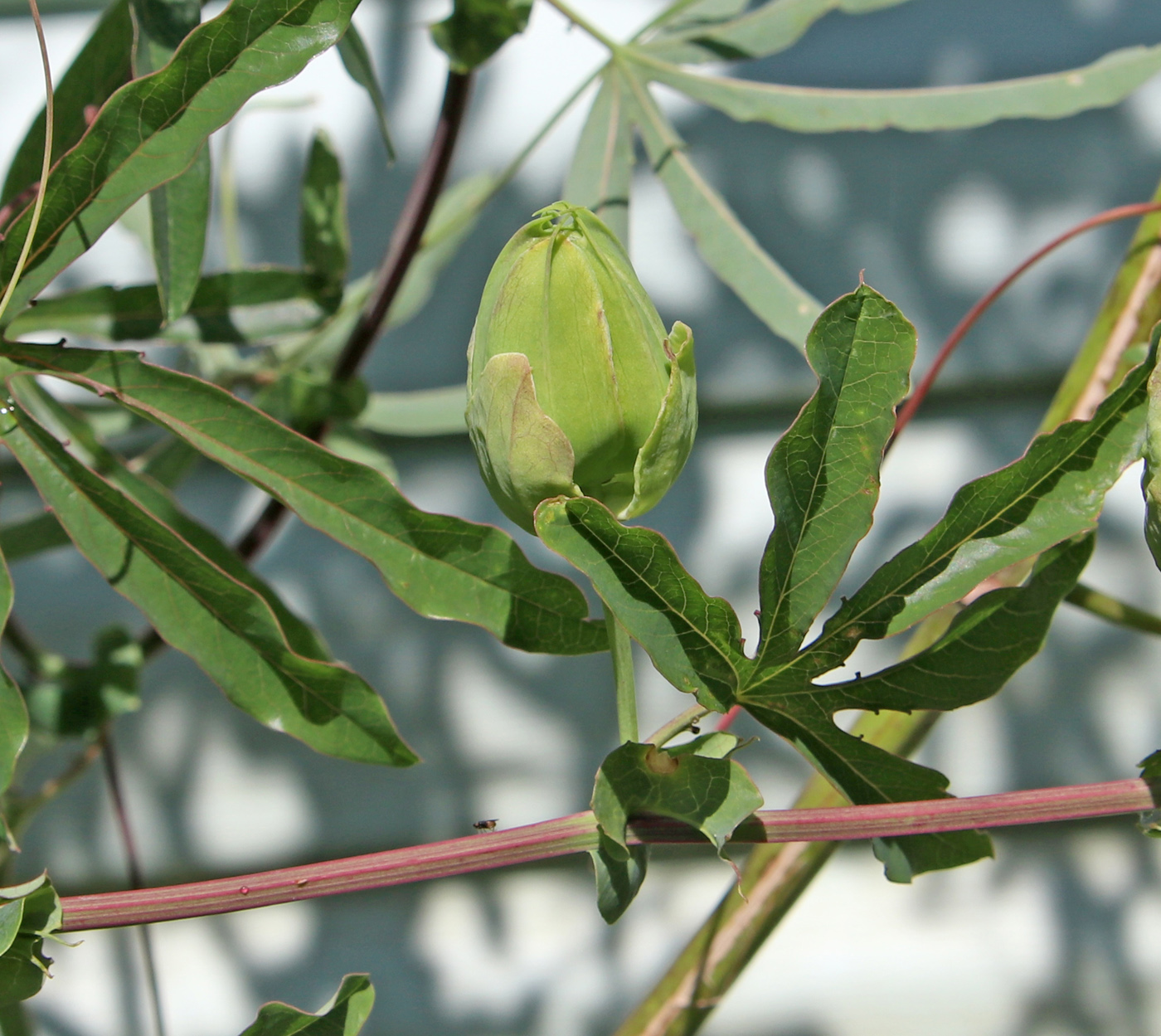 Image of Passiflora caerulea specimen.